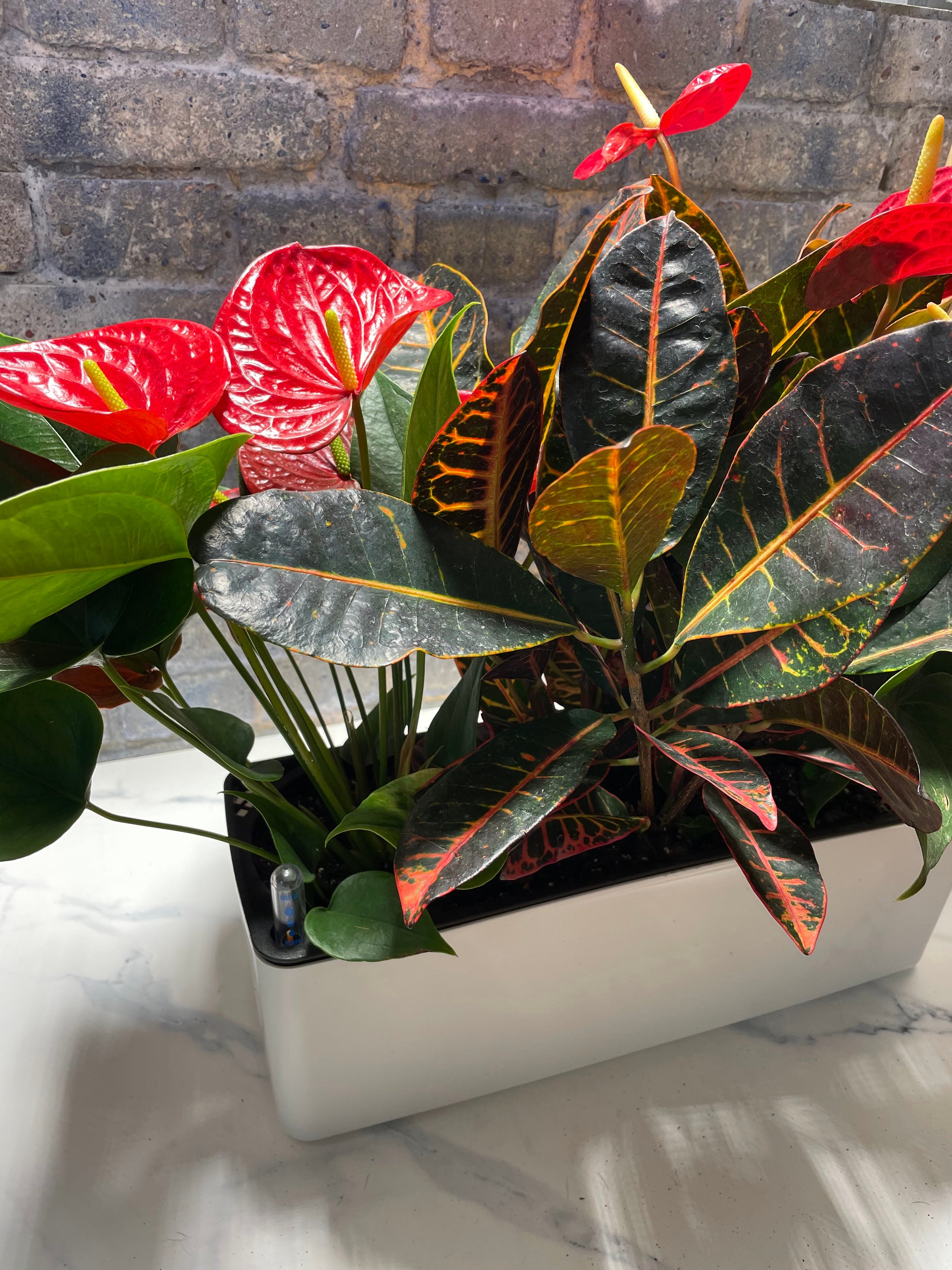 Vibrant Blooms in SelfWatering Planters Atlanta Houseplants